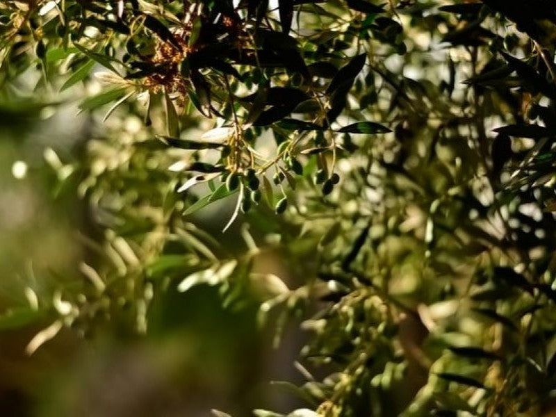 IS THE COLOR OF EXTRA VIRGIN OLIVE OIL AND INDICATION OF QUALITY