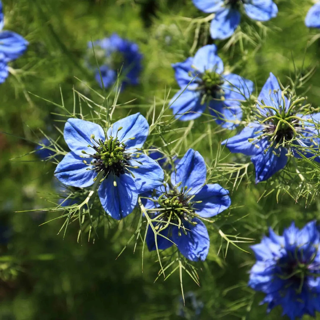 black seed oil flower African Oils | Cosmetics