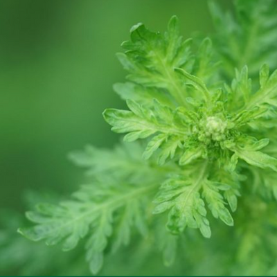 A. afra AB – African Wormwood Essential Oil
