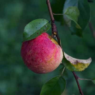 Raw Apple Cider Vinegar with the Mother
