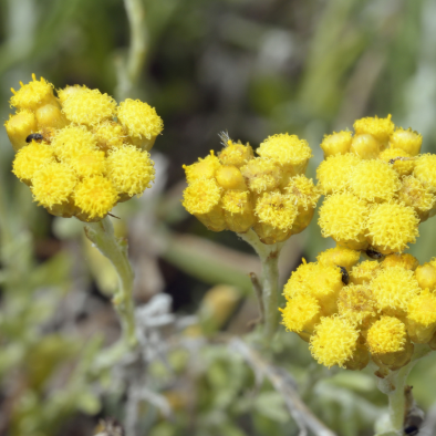 H. splendidum DV – Cape Gold Essential Oil