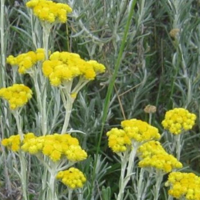 H. patulum AB – Imphepho Essential Oil