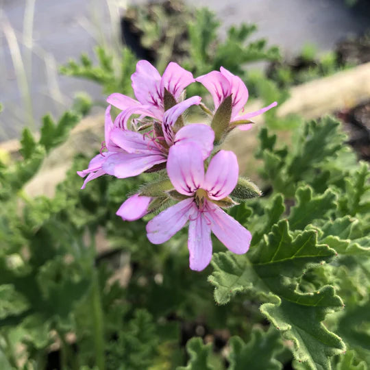 Organic Rose Geranium Essential Oil - Pelargonium graveolens
