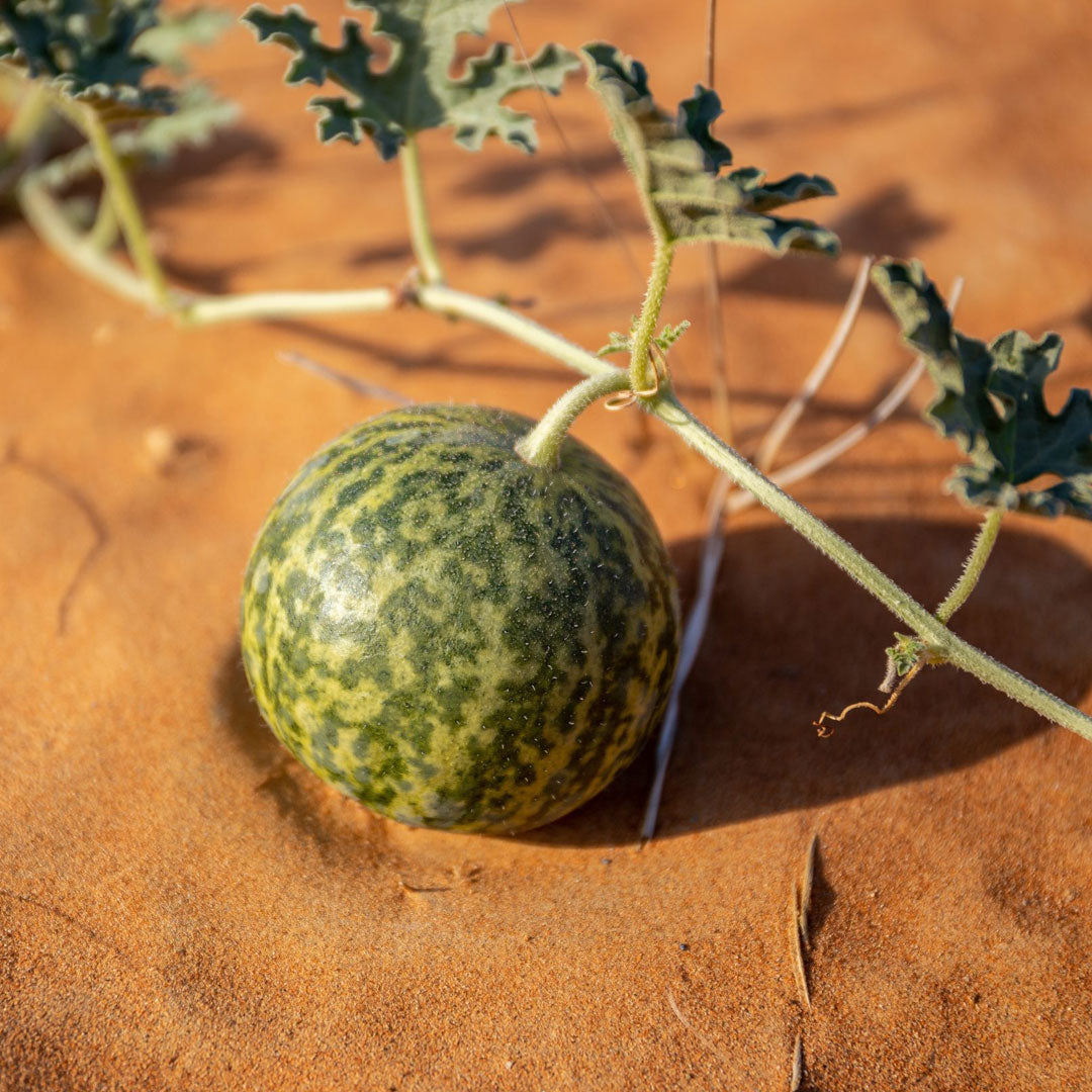 Organic Kalahari Melon Oil