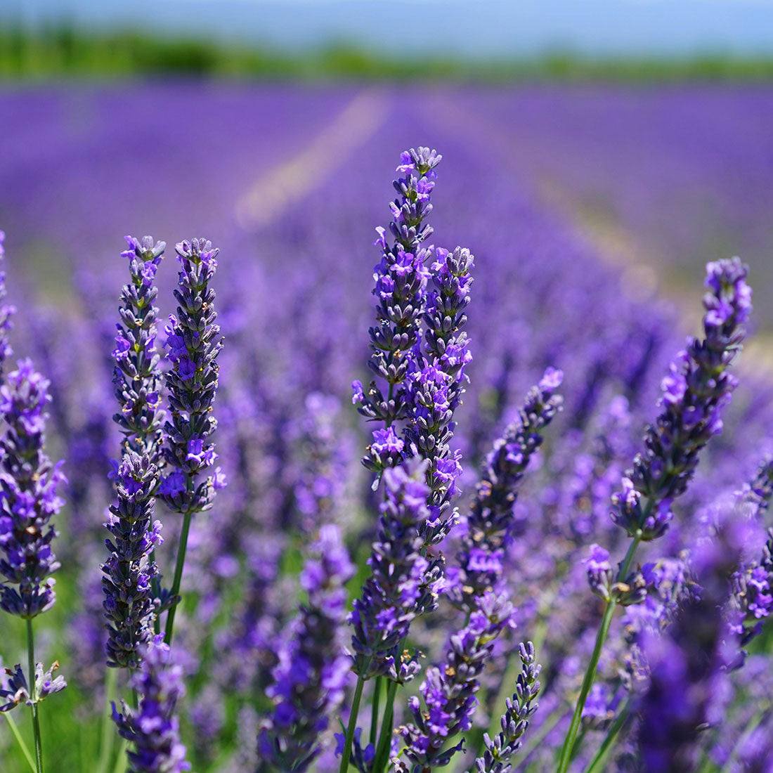 Lavender Oil