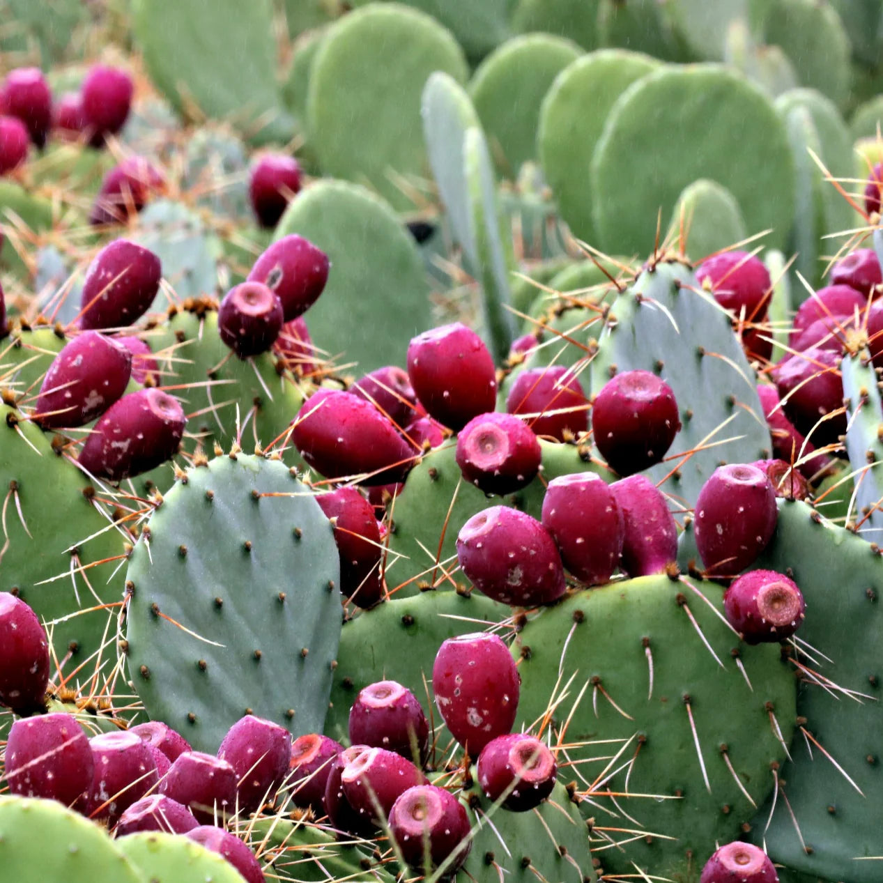 Prickly Pear Oil