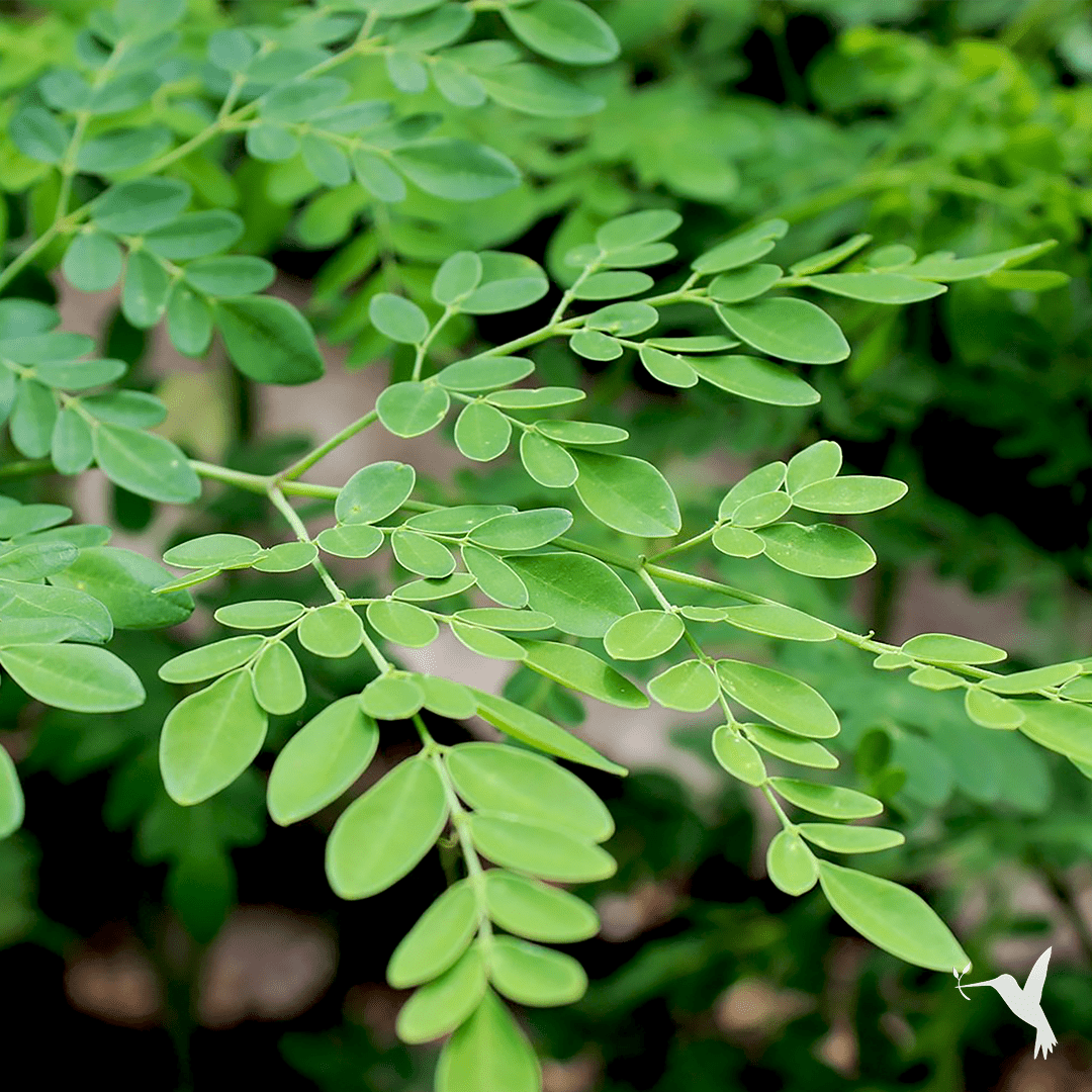 Organic Moringa Oil