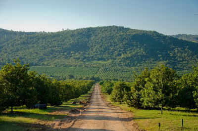 Why Macadamia Oil Tastes Different From Region to Region