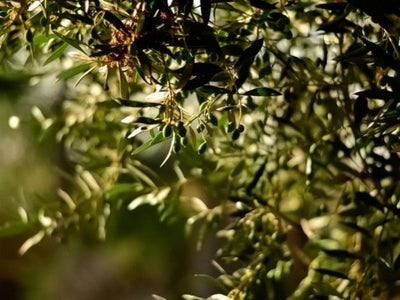 IS THE COLOR OF EXTRA VIRGIN OLIVE OIL AND INDICATION OF QUALITY