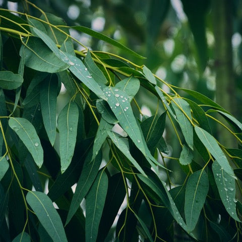 Organic Eucalyptus (Radiata)