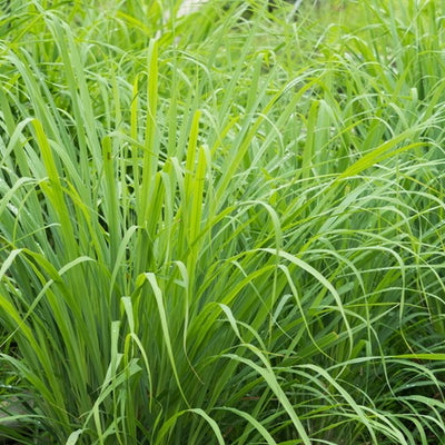 Organic lemon grass (flexosus)