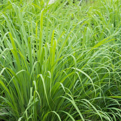 Organic Lemon grass (citratus)