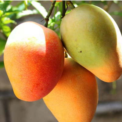 Organic Mango Butter