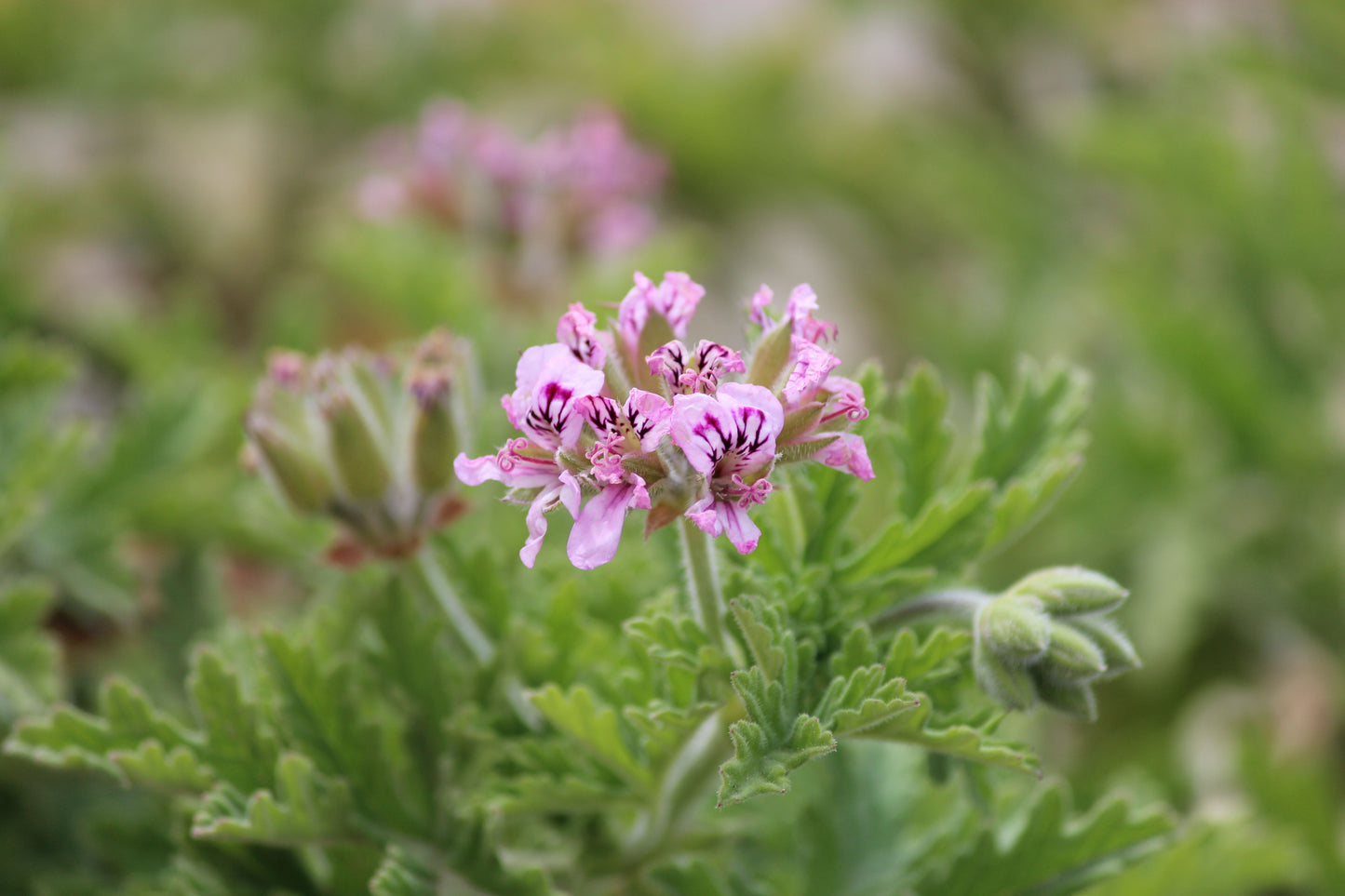 Organic Cederberg Rose Geranium Hydrosol (Steam-Distilled Floral Water)