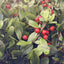 Organic Rosehip Oil – Lesotho