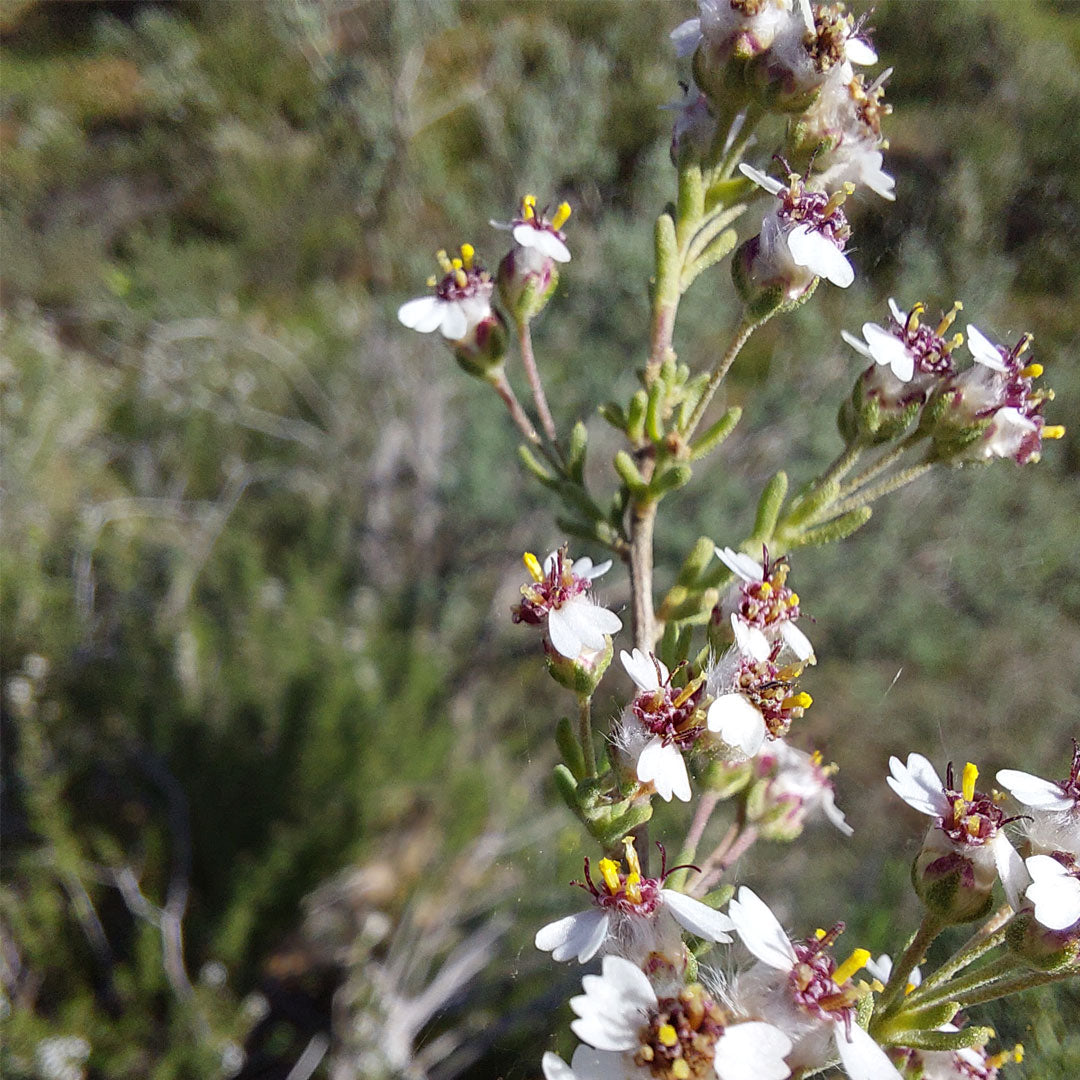 African Oils | Cosmetics | Cape Chamomile Essential Oil