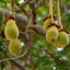 Organic Baobab Oil