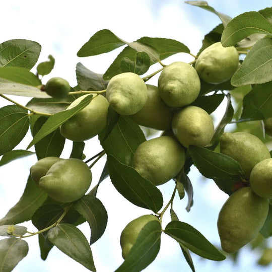 Jojoba Oil