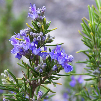 Organic Rosemary Verbenone Essential Oil - Refreshing and Skin Revitalizing