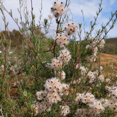 Organic Cape Snow Bush Essential Oil